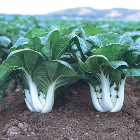 Joi Choi, Pak Choi Cabbage